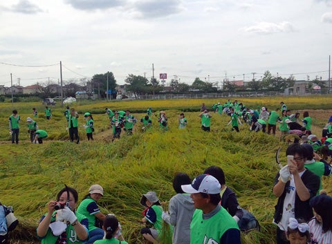 過去最多81人で稲刈り!