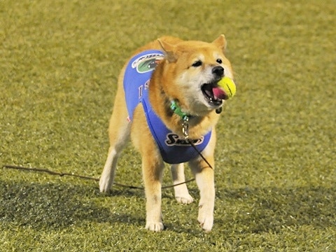ベースボール犬“わさび”来場